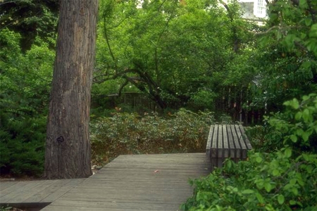 Wooded Sidewalk